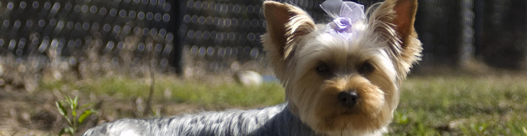 A photo of a Yorkshire terrier outdoors with a bow on its head